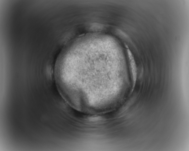 X0000088440669200706121510