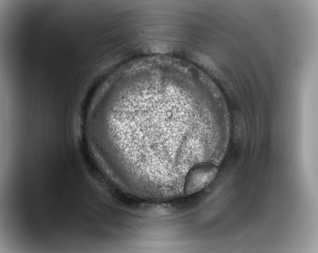 X0000088440683200706121509