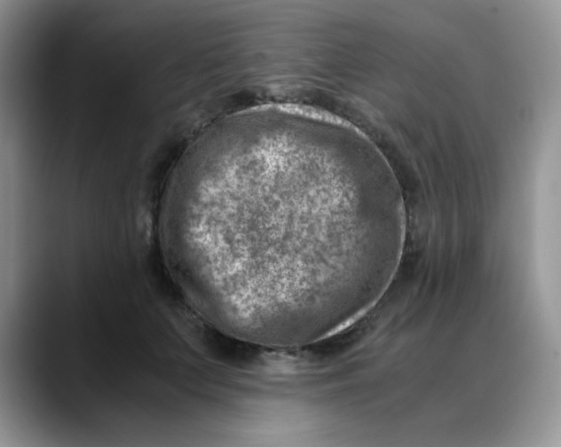 X0000088440703200706121509