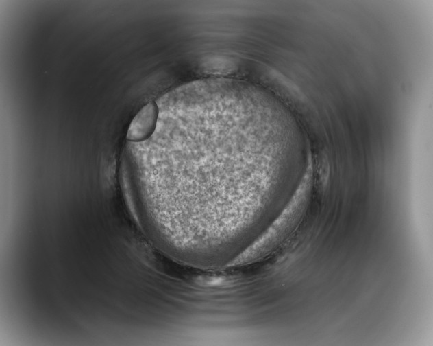 X0000088440745200706121508