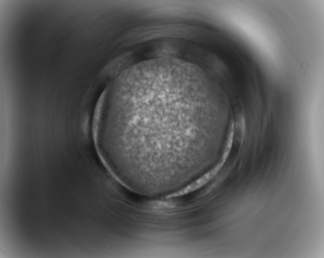 X0000088440765200706121509