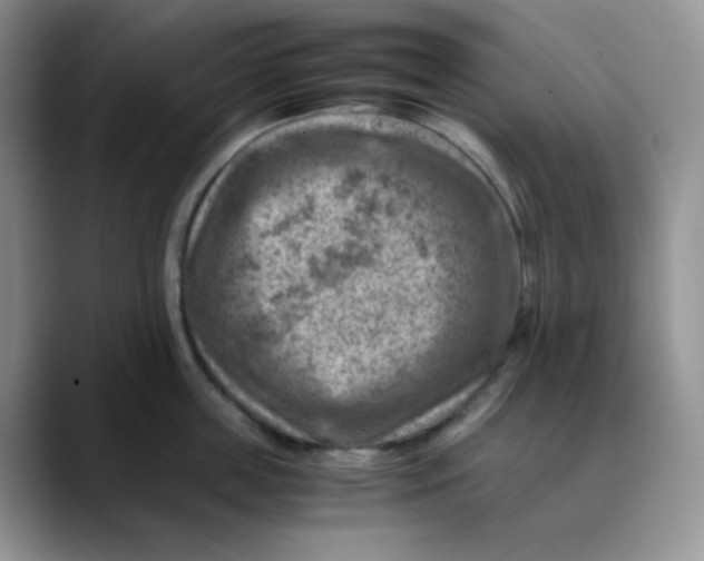 X0000088440859200706121507