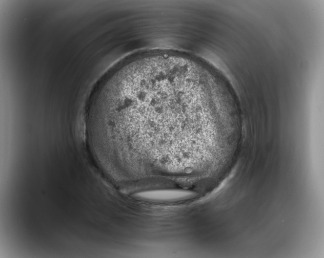 X0000088440925200706121506