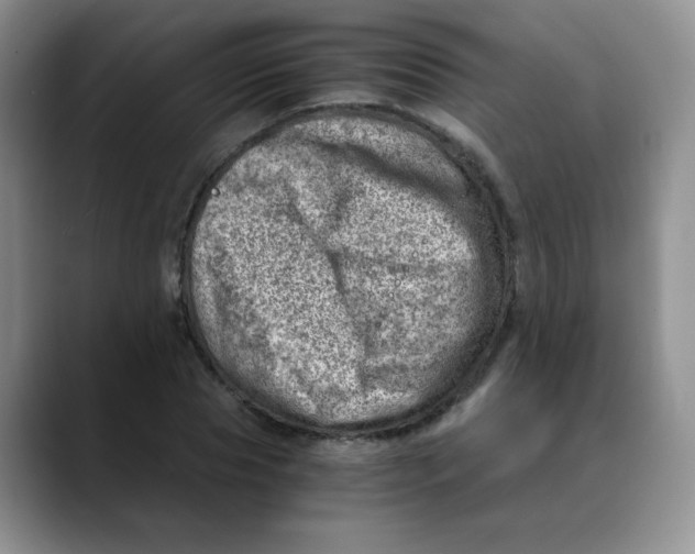 X0000088440929200706121506