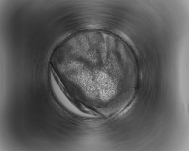 X0000088440930200706121506