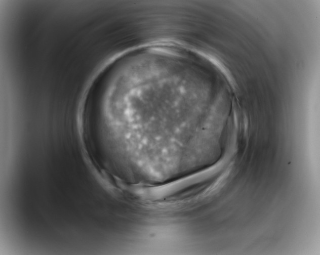 X0000088441054200706121505