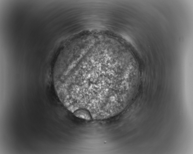 X0000088441063200706121504