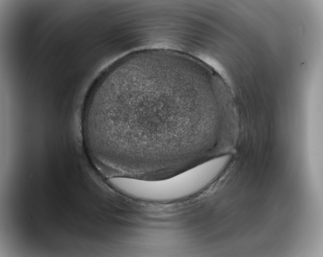 X0000088441120200706121504