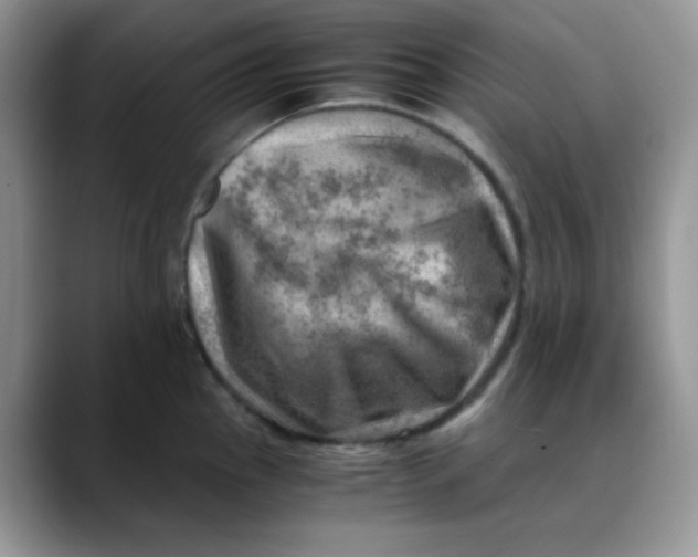 X0000088441145200706121504