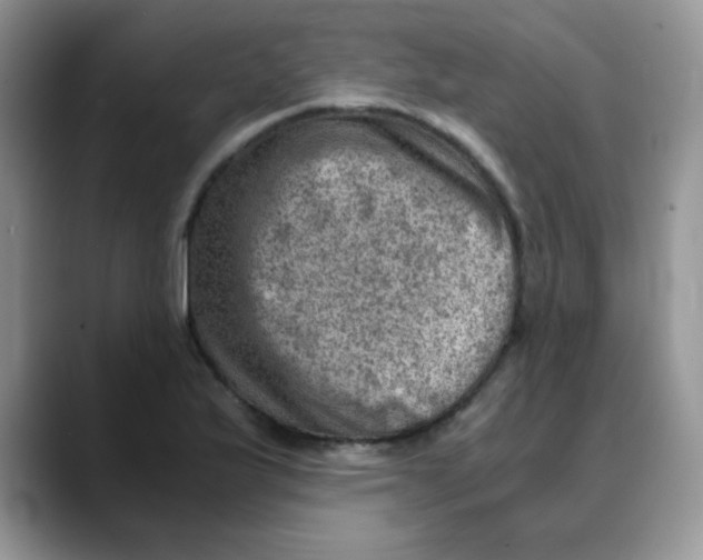 X0000088441175200706121503