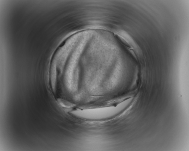 X0000088441244200706121503