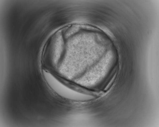 X0000088441248200706121503