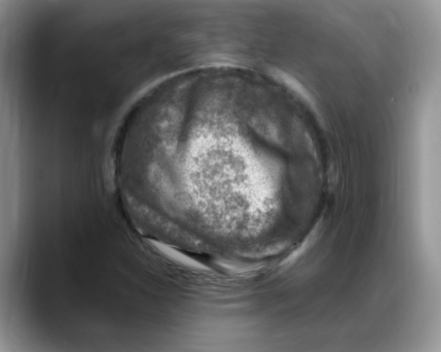 X0000088441310200706121501