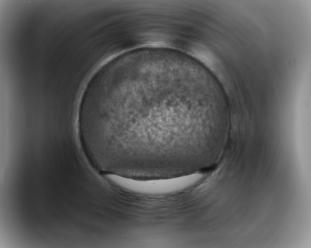 X0000088441331200706121502
