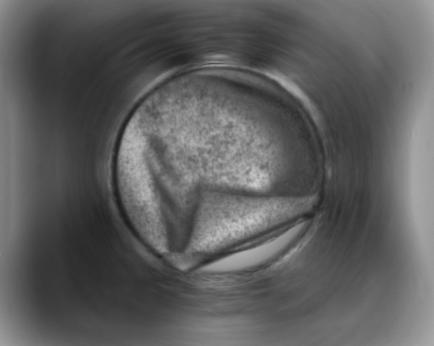 X0000088441333200706121502