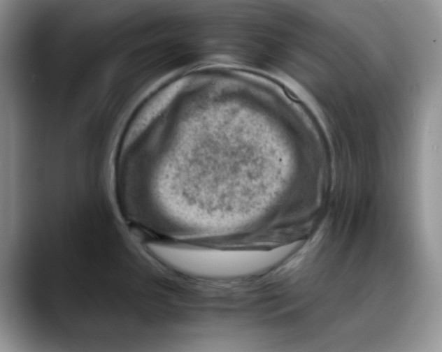 X0000088441341200706121502