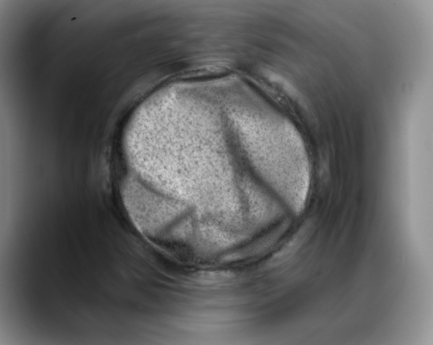 X0000088441354200706121501