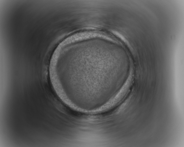 X0000088441355200706121501