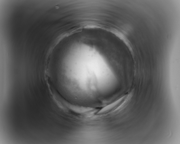 X0000088441385200706121501