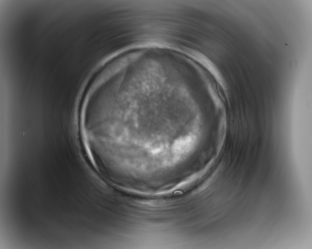 X0000088441388200706121501