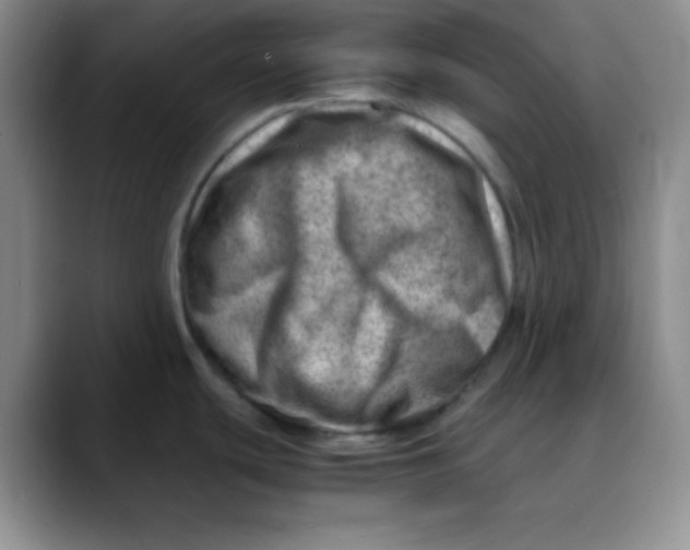 X0000088441439200706121501