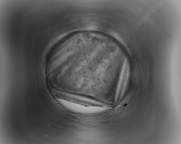 X0000088441456200706121500