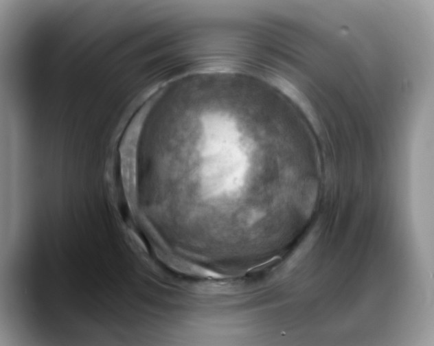 X0000088441481200706121500