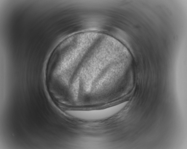 X0000088441483200706121500