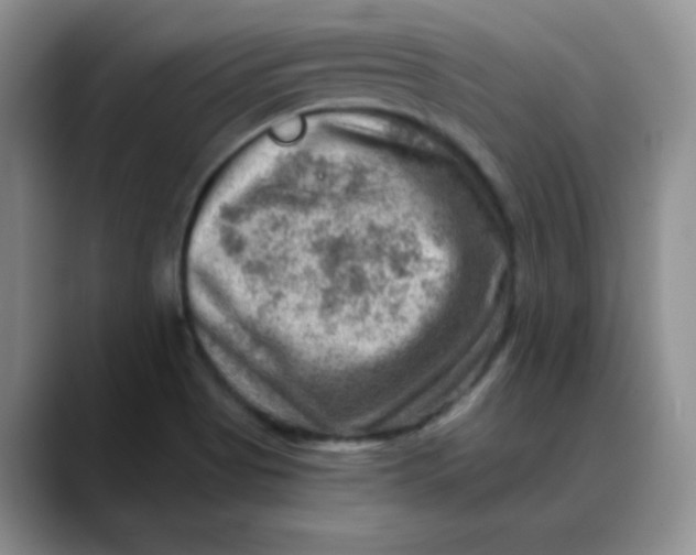 X0000088441513200706121459