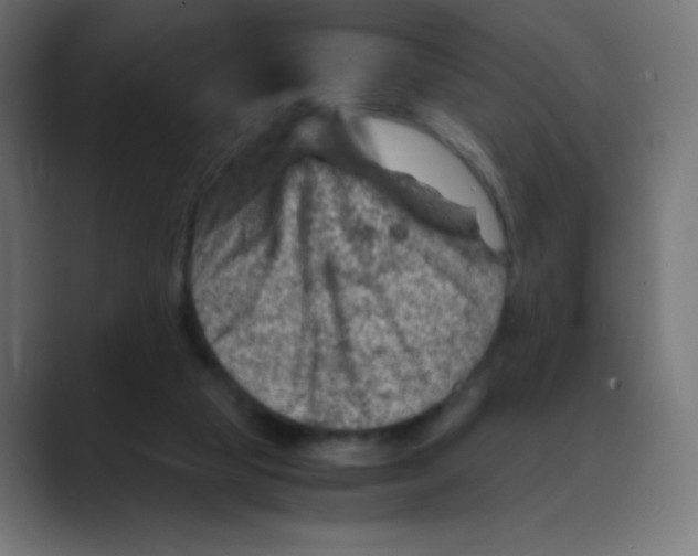 X0000088440065200706191300