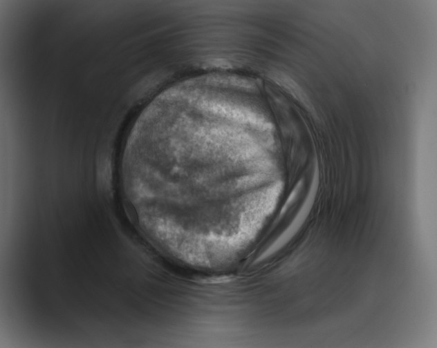 X0000088440444200706191255