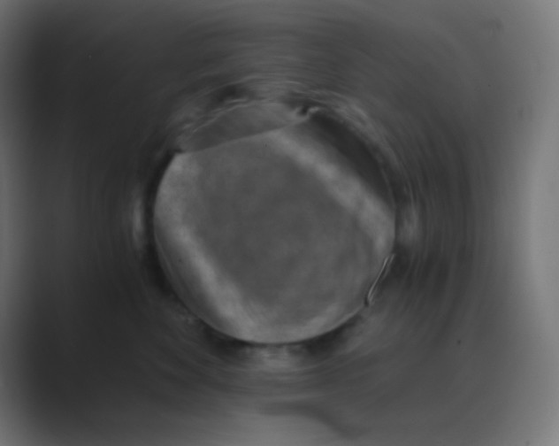 X0000088440524200706191255