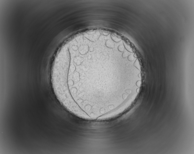 X0000088440832200706191251