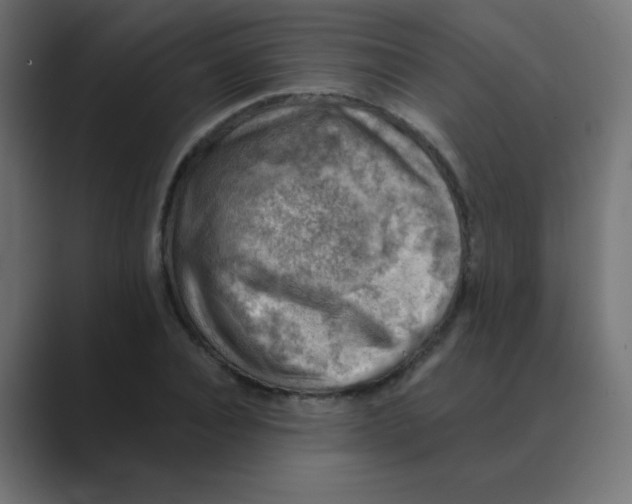 X0000088440928200706191250