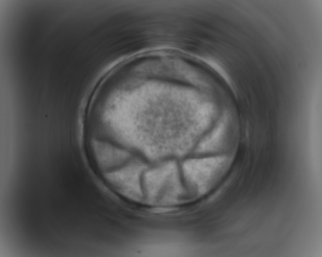X0000088441151200706191248