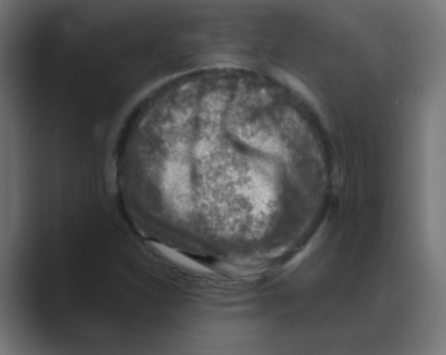 X0000088441310200706191245
