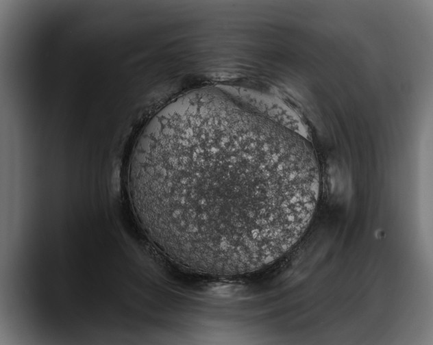 X0000088450504200705291515