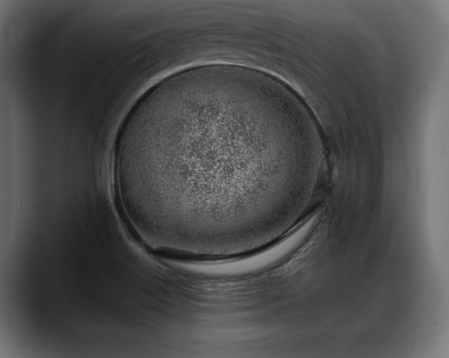 X0000088451515200705291503