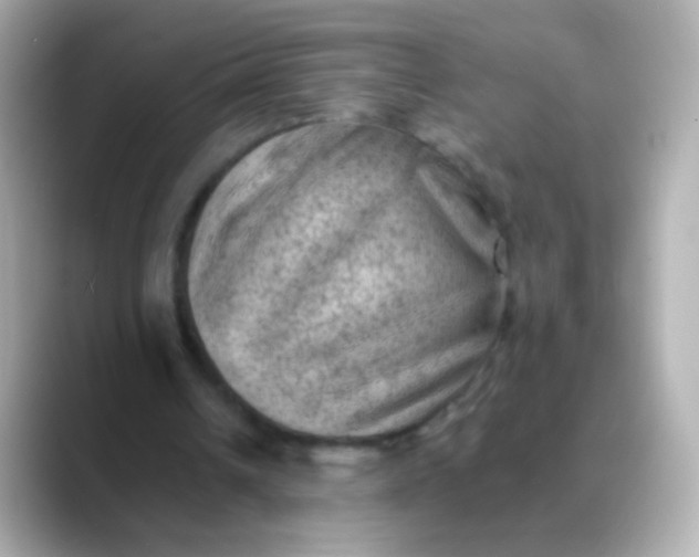 X0000088450242200706051311