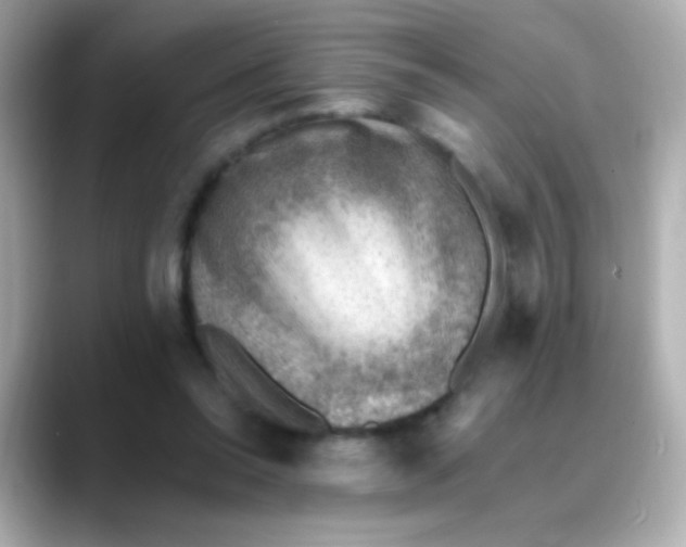 X0000088450350200706051310