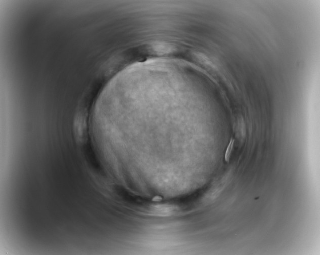 X0000088450360200706051310