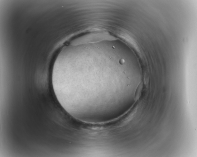 X0000088450388200706051310