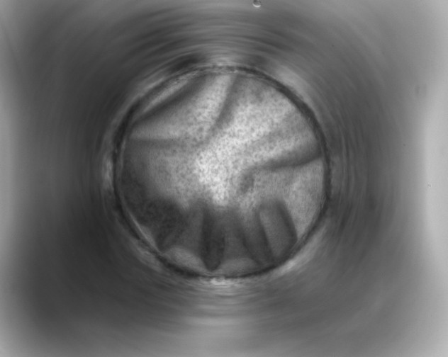 X0000088450827200706051305