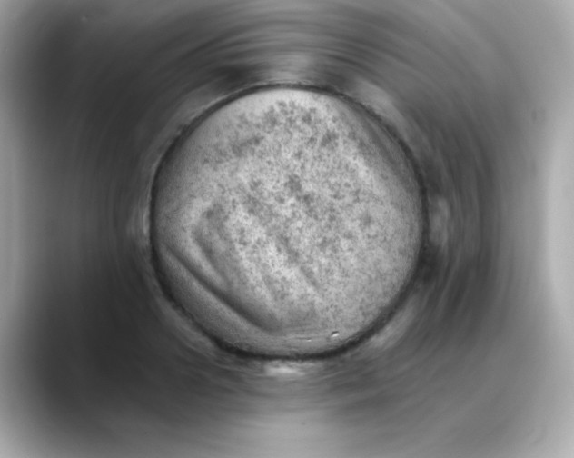 X0000088450938200706051303