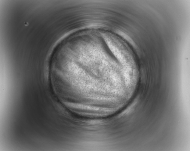 X0000088451021200706051302