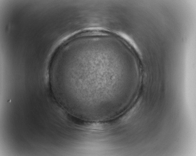 X0000088451167200706051301