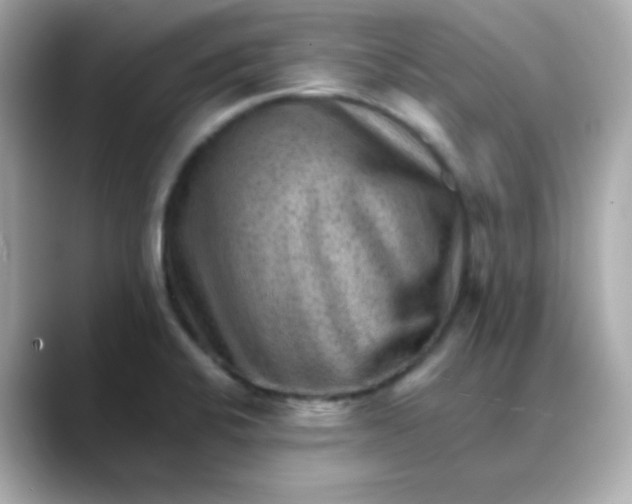 X0000088451424200706051258