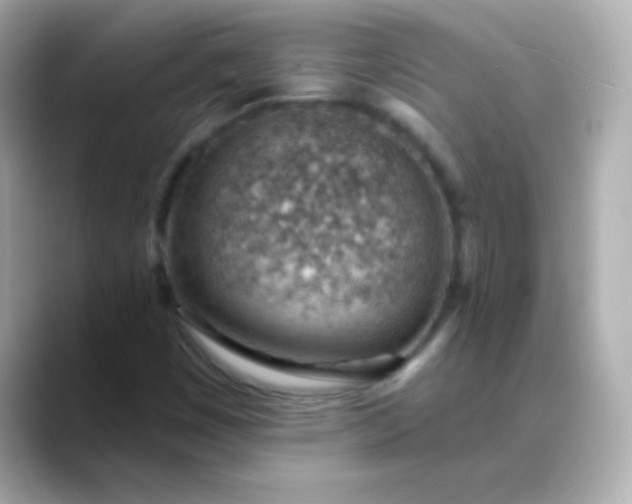X0000088451449200706051257