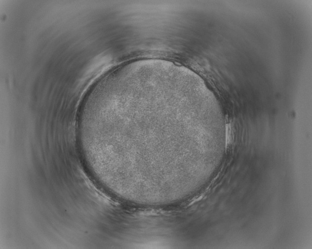 X0000088450243200706121446