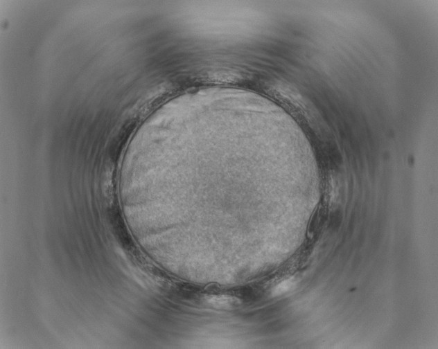 X0000088450360200706121445